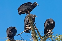 Click image for larger version. 

Name:	vultures.jpg 
Views:	47 
Size:	112.6 KB 
ID:	10691