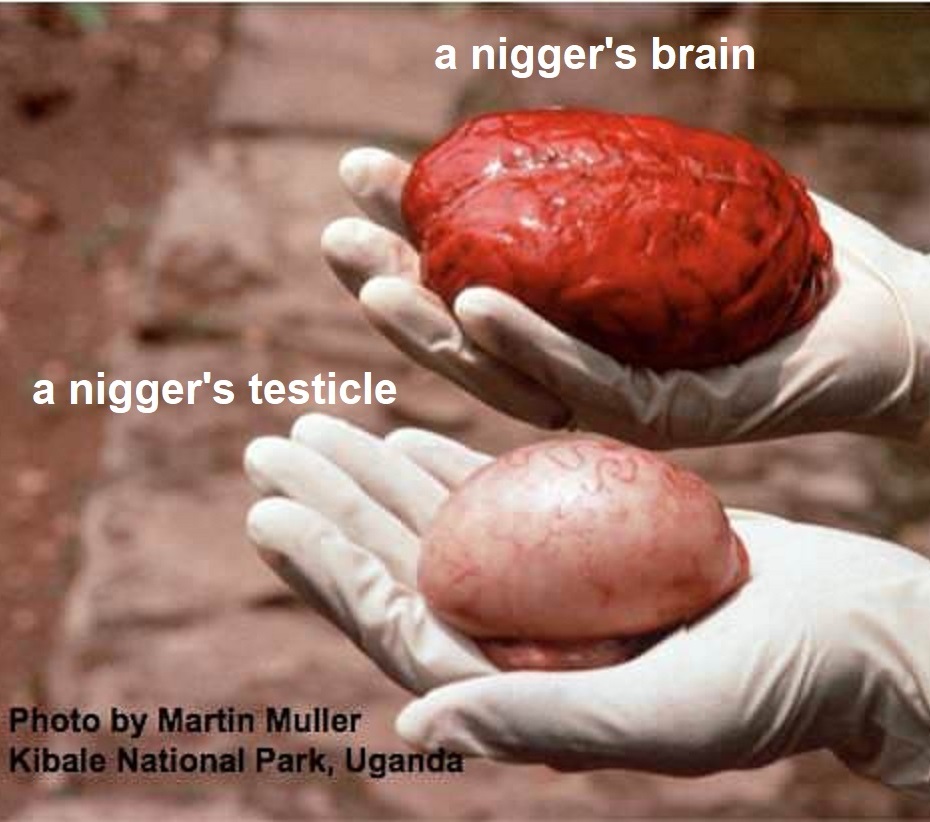 Click image for larger version. 

Name:	brain-and-testicle.jpg 
Views:	239 
Size:	150.5 KB 
ID:	9499