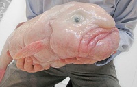 Click image for larger version. 

Name:	blobfish-tw.jpg 
Views:	35 
Size:	33.9 KB 
ID:	22618