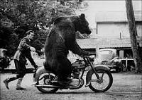 Click image for larger version. 

Name:	Bear-on-Bike.jpg 
Views:	33 
Size:	11.0 KB 
ID:	22676