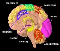 Click image for larger version. 

Name:	brain.jpg 
Views:	55 
Size:	21.0 KB 
ID:	2691