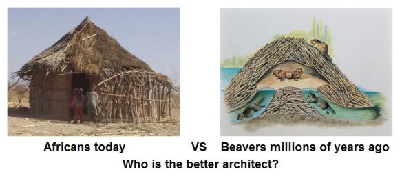 Click image for larger version. 

Name:	africans-vs-beavers.jpeg 
Views:	870 
Size:	30.2 KB 
ID:	7500