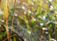 Click image for larger version. 

Name:	Spider_web_Belgium_Luc_Viatour.jpg 
Views:	29 
Size:	66.8 KB 
ID:	13644