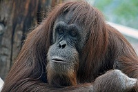 Click image for larger version. 

Name:	CMZoo-Sumatran-orangutan-480x320.jpg 
Views:	17 
Size:	46.9 KB 
ID:	20454