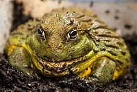 Click image for larger version. 

Name:	african-bullfrog-at-repti-lisious.jpg 
Views:	57 
Size:	27.0 KB 
ID:	4522