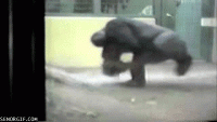 Click image for larger version. 

Name:	breakdance-gorilla.gif 
Views:	124 
Size:	753.7 KB 
ID:	8666