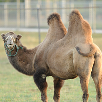 Click image for larger version. 

Name:	Bactrian-Camel.png 
Views:	29 
Size:	655.4 KB 
ID:	14870