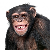 Click image for larger version. 

Name:	chimp.jpg 
Views:	11 
Size:	62.0 KB 
ID:	20894