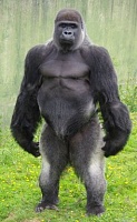 Click image for larger version. 

Name:	edb79d6fe4a6bf41235dbf111f55a26e--silverback-gorilla-animal-anatomy.jpg 
Views:	51 
Size:	18.8 KB 
ID:	8854