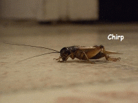 Click image for larger version. 

Name:	crickets.gif 
Views:	50 
Size:	323.0 KB 
ID:	9038