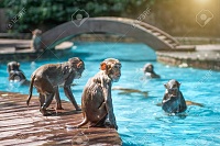 Click image for larger version. 

Name:	109031435-many-monkeys-swim-in-the-pool-eat-play-and-bask-in-the-sun-the-tropics-monkey-island.jpg 
Views:	79 
Size:	282.8 KB 
ID:	10781