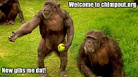 Click image for larger version. 

Name:	chimpGibs.jpg 
Views:	6 
Size:	229.5 KB 
ID:	10765