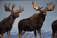 Click image for larger version. 

Name:	moose.jpg 
Views:	32 
Size:	42.0 KB 
ID:	13789