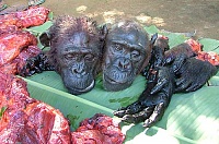 Click image for larger version. 

Name:	bushmeat.jpg 
Views:	50 
Size:	44.4 KB 
ID:	9738