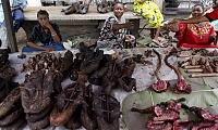 Click image for larger version. 

Name:	Bushmeat-1.jpg 
Views:	69 
Size:	354.0 KB 
ID:	9740