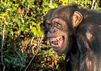 Click image for larger version. 

Name:	1_Close-Up-Of-Chimpanzee-Against-Plants.jpg 
Views:	56 
Size:	64.9 KB 
ID:	9915