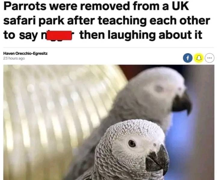 Click image for larger version. 

Name:	parrots hate them too.png 
Views:	549 
Size:	424.4 KB 
ID:	20331