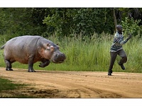 Click image for larger version. 

Name:	hippo.jpg 
Views:	127 
Size:	97.0 KB 
ID:	1768