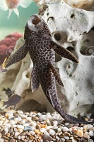 Click image for larger version. 

Name:	35612795-aquarium-catfish-hypostomus-plecostomus-rests-at-bottom-of-aquarium.jpg 
Views:	26 
Size:	263.5 KB 
ID:	15324