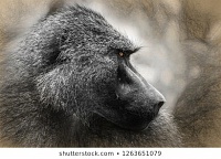 Click image for larger version. 

Name:	baboon-profile-portrait-260nw-1263651079.jpg 
Views:	86 
Size:	32.7 KB 
ID:	11160