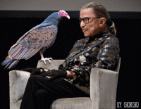 Click image for larger version. 

Name:	1vulture.gif 
Views:	51 
Size:	621.7 KB 
ID:	11955