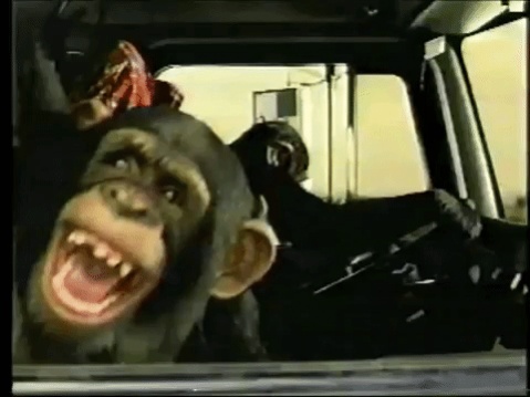 Click image for larger version. 

Name:	chimps.driving.jpg 
Views:	156 
Size:	48.6 KB 
ID:	4492