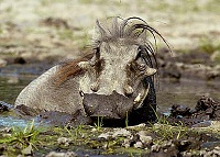 Click image for larger version. 

Name:	warthog.jpg 
Views:	90 
Size:	27.7 KB 
ID:	9468