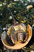 Click image for larger version. 

Name:	Dead HS Crab.jpg 
Views:	35 
Size:	12.7 KB 
ID:	20822