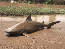 Mud Shark